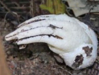 Nổi da gà với các loài thực vật 