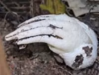 Nổi da gà với các loài thực vật 