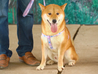 [ẢNH] Nguyên do khiến chó ta 