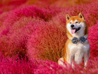 [ẢNH] Nguyên do khiến chó ta 