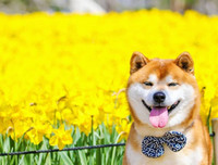 [ẢNH] Nguyên do khiến chó ta 