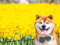[ẢNH] Nguyên do khiến chó ta 