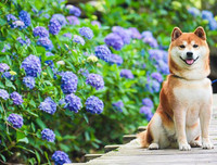 [ẢNH] Nguyên do khiến chó ta 