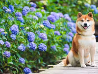 [ẢNH] Nguyên do khiến chó ta 