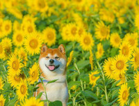 [ẢNH] Nguyên do khiến chó ta 