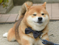 [ẢNH] Nguyên do khiến chó ta 