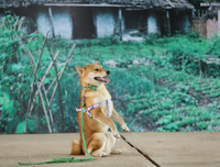 [ẢNH] Nguyên do khiến chó ta 