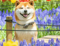 [ẢNH] Nguyên do khiến chó ta 