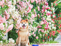 [ẢNH] Nguyên do khiến chó ta 