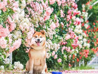 [ẢNH] Nguyên do khiến chó ta 