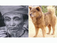 [ẢNH] Nguyên do khiến chó ta 