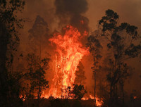 [ẢNH] Lời sấm truyền của Vanga lại một lần nữa chính xác: Virus Corona có thể được khống chế