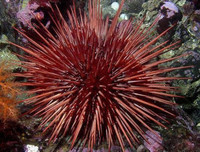 [ẢNH] Top những động vật sống 