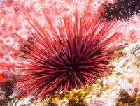 [ẢNH] Top những động vật sống 