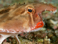 [ẢNH] Chiêm ngưỡng những loài cá kỳ lạ dưới đáy đại dương