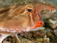 [ẢNH] Chiêm ngưỡng những loài cá kỳ lạ dưới đáy đại dương