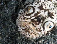 [ẢNH] Chiêm ngưỡng những loài cá kỳ lạ dưới đáy đại dương