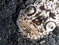 [ẢNH] Chiêm ngưỡng những loài cá kỳ lạ dưới đáy đại dương