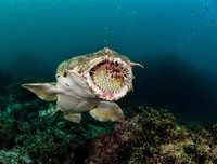 [ẢNH] Chiêm ngưỡng những loài cá kỳ lạ dưới đáy đại dương