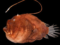 [ẢNH] Chiêm ngưỡng những loài cá kỳ lạ dưới đáy đại dương