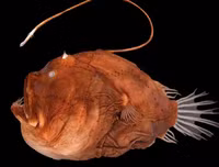 [ẢNH] Chiêm ngưỡng những loài cá kỳ lạ dưới đáy đại dương