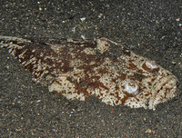 [ẢNH] Chiêm ngưỡng những loài cá kỳ lạ dưới đáy đại dương