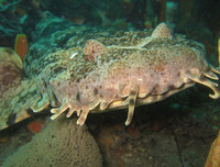 [ẢNH] Chiêm ngưỡng những loài cá kỳ lạ dưới đáy đại dương