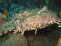 [ẢNH] Chiêm ngưỡng những loài cá kỳ lạ dưới đáy đại dương