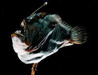 [ẢNH] Chiêm ngưỡng những loài cá kỳ lạ dưới đáy đại dương