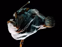 [ẢNH] Chiêm ngưỡng những loài cá kỳ lạ dưới đáy đại dương