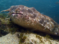 [ẢNH] Chiêm ngưỡng những loài cá kỳ lạ dưới đáy đại dương