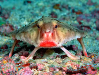 [ẢNH] Chiêm ngưỡng những loài cá kỳ lạ dưới đáy đại dương