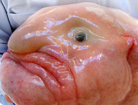 [ẢNH] Chiêm ngưỡng những loài cá kỳ lạ dưới đáy đại dương