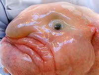 [ẢNH] Chiêm ngưỡng những loài cá kỳ lạ dưới đáy đại dương