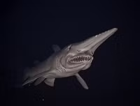 [ẢNH] Chiêm ngưỡng những loài cá kỳ lạ dưới đáy đại dương