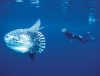 [ẢNH] Chiêm ngưỡng những loài cá kỳ lạ dưới đáy đại dương