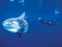 [ẢNH] Chiêm ngưỡng những loài cá kỳ lạ dưới đáy đại dương