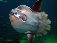 [ẢNH] Chiêm ngưỡng những loài cá kỳ lạ dưới đáy đại dương