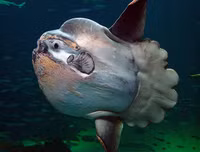 [ẢNH] Chiêm ngưỡng những loài cá kỳ lạ dưới đáy đại dương