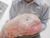 [ẢNH] Chiêm ngưỡng những loài cá kỳ lạ dưới đáy đại dương