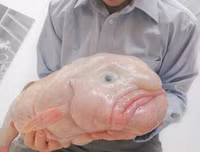 [ẢNH] Chiêm ngưỡng những loài cá kỳ lạ dưới đáy đại dương