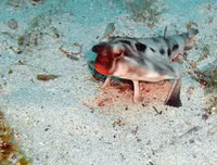 [ẢNH] Chiêm ngưỡng những loài cá kỳ lạ dưới đáy đại dương