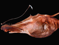 [ẢNH] Chiêm ngưỡng những loài cá kỳ lạ dưới đáy đại dương