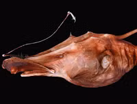 [ẢNH] Chiêm ngưỡng những loài cá kỳ lạ dưới đáy đại dương