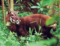 [ẢNH] Chiêm ngưỡng vẻ đẹp của 4 Vườn Di sản ASEAN mới tại Việt Nam