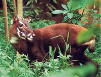 [ẢNH] Chiêm ngưỡng vẻ đẹp của 4 Vườn Di sản ASEAN mới tại Việt Nam