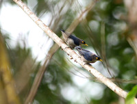 [ẢNH] Chiêm ngưỡng vẻ đẹp của 4 Vườn Di sản ASEAN mới tại Việt Nam