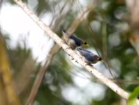 [ẢNH] Chiêm ngưỡng vẻ đẹp của 4 Vườn Di sản ASEAN mới tại Việt Nam