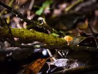 [ẢNH] Chiêm ngưỡng vẻ đẹp của 4 Vườn Di sản ASEAN mới tại Việt Nam