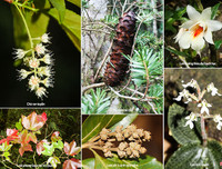 [ẢNH] Chiêm ngưỡng vẻ đẹp của 4 Vườn Di sản ASEAN mới tại Việt Nam